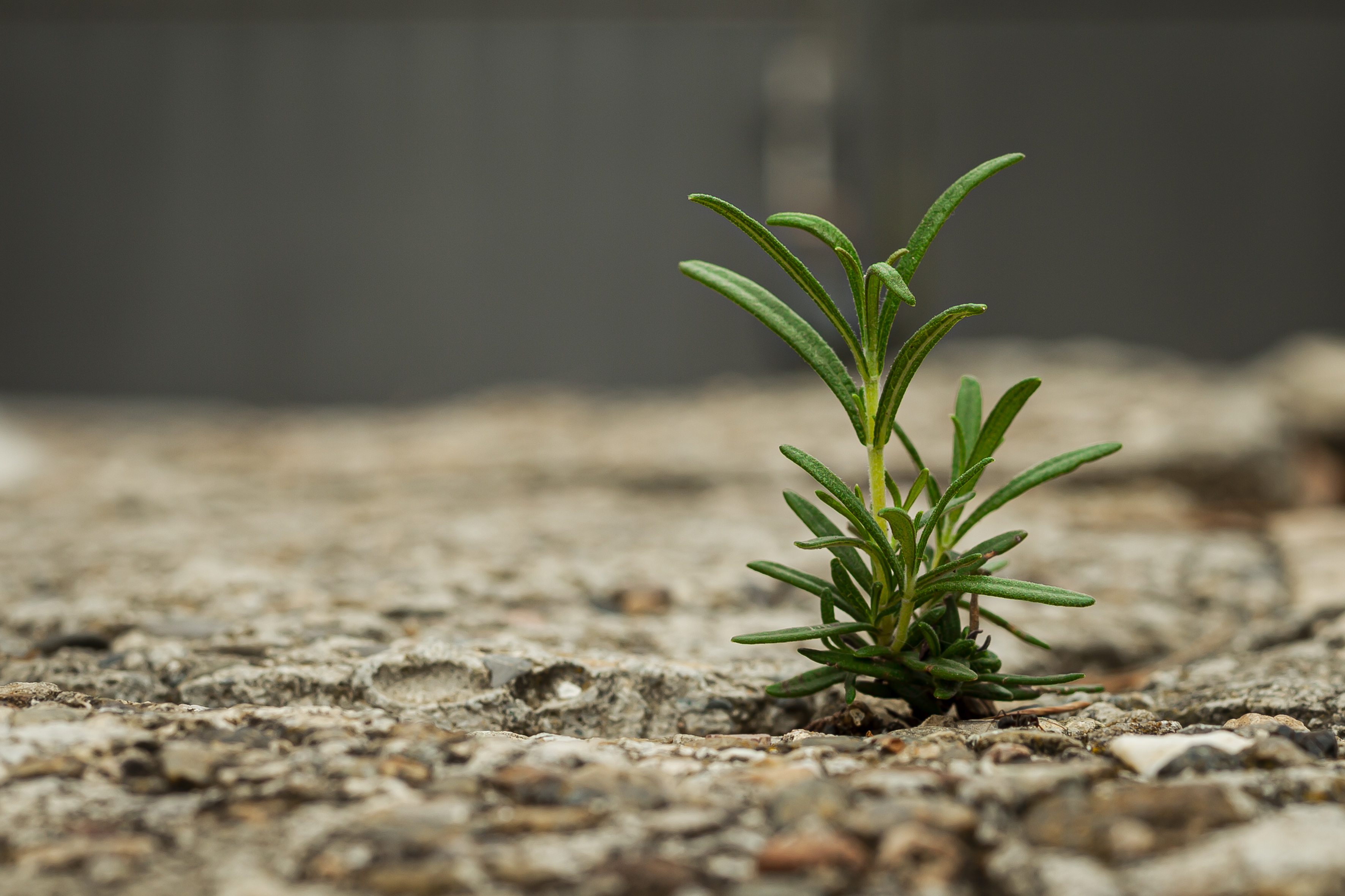 A Rosemary