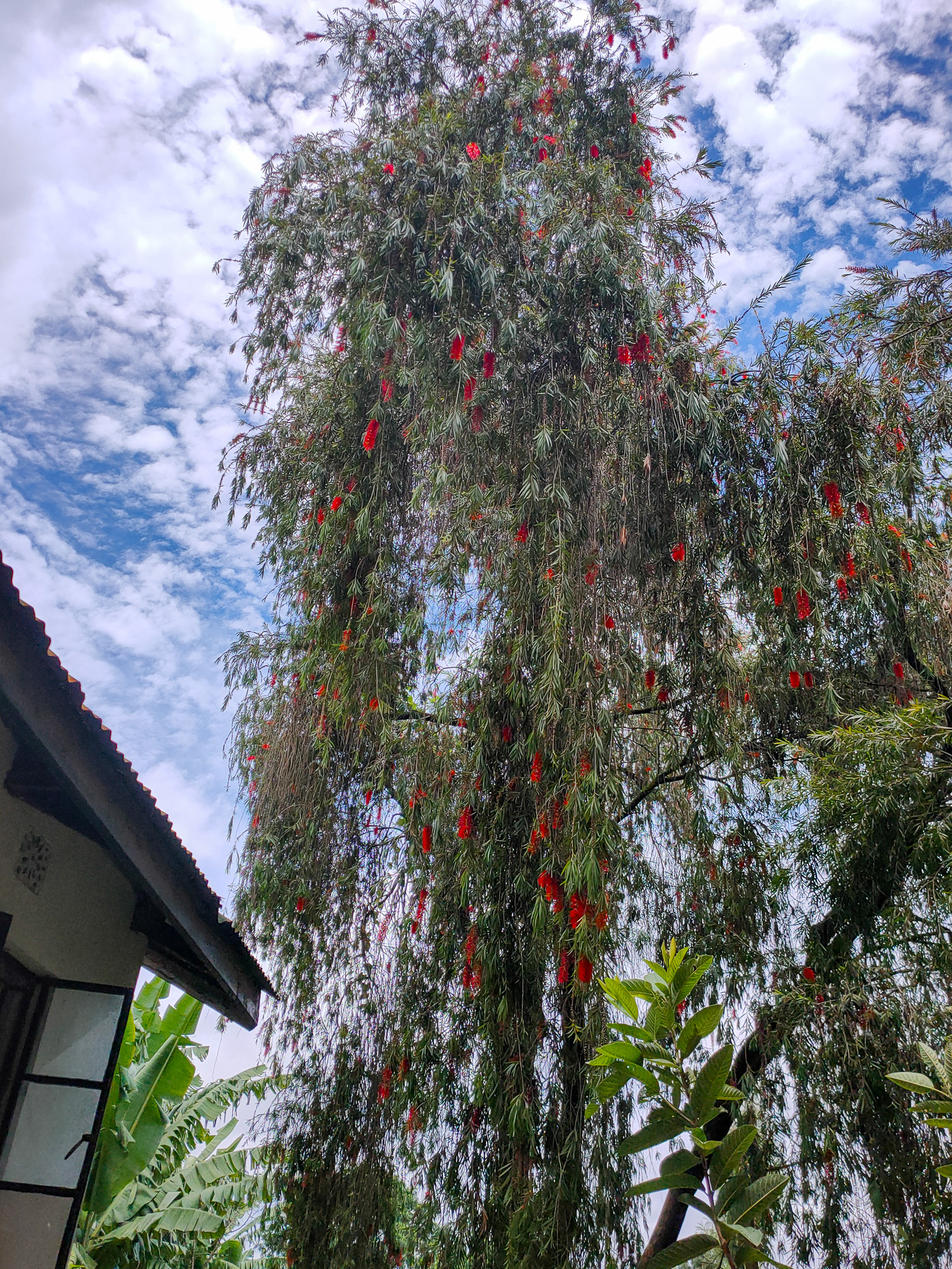 Limpiatubos llorón