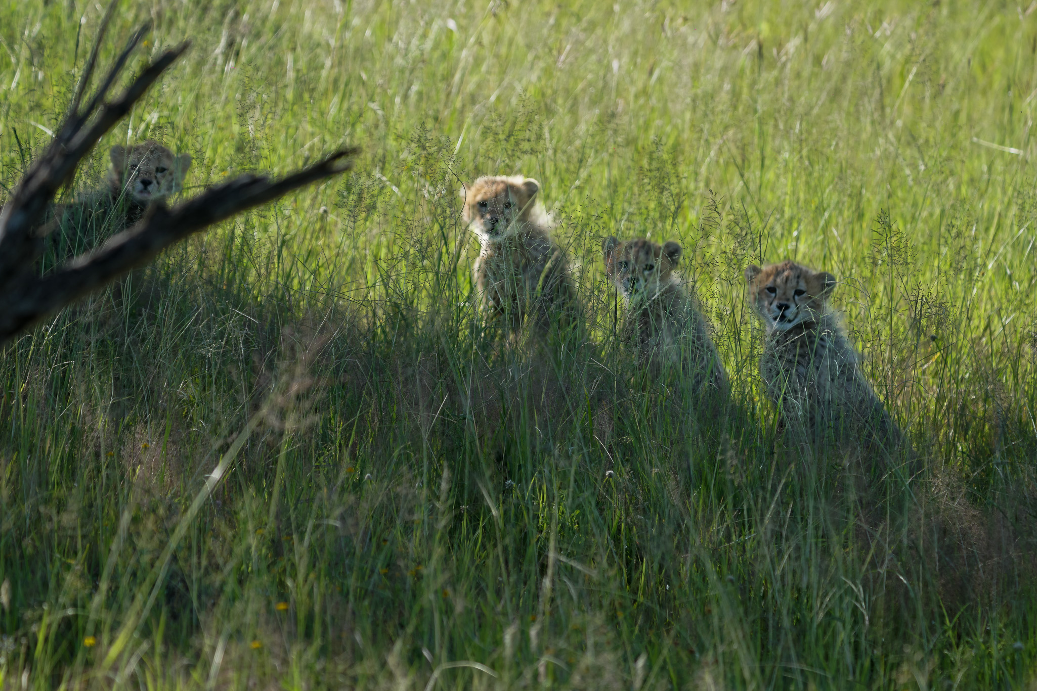 Tanzania 20260324 00384