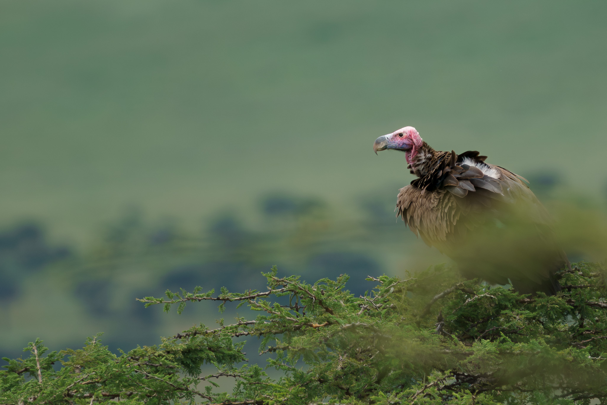 Tanzania 20260324 0222