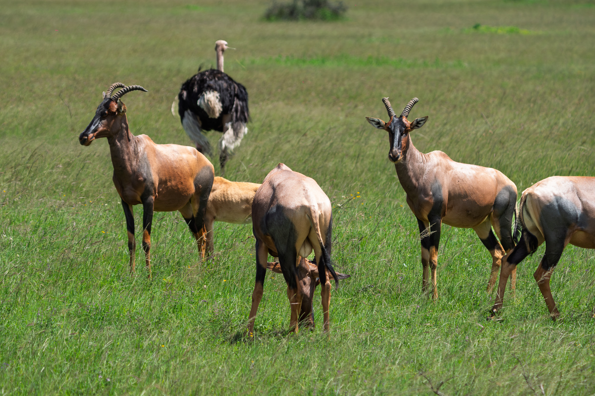 Tanzania 20260324 Topi