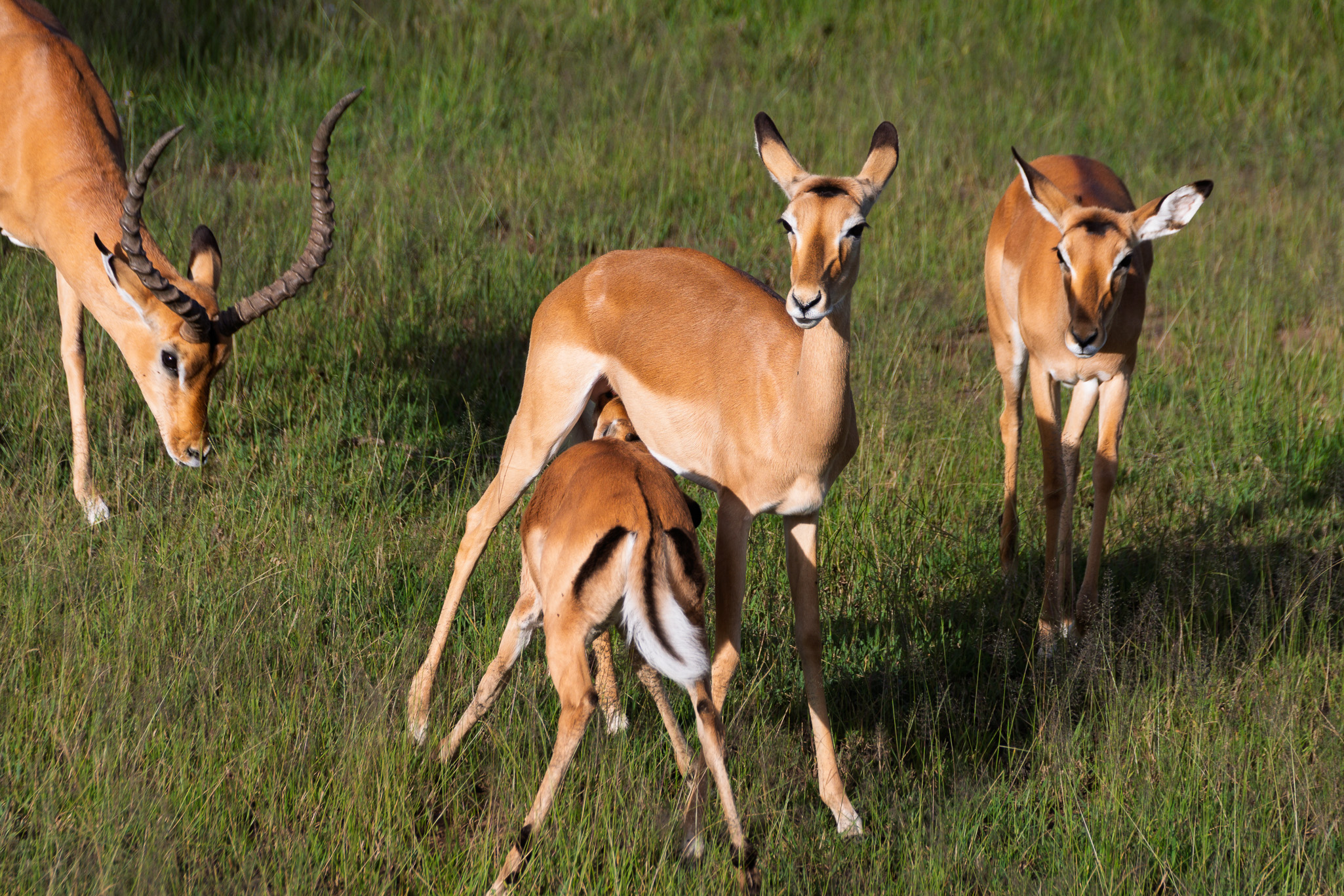 Tanzania 20260325 Impala