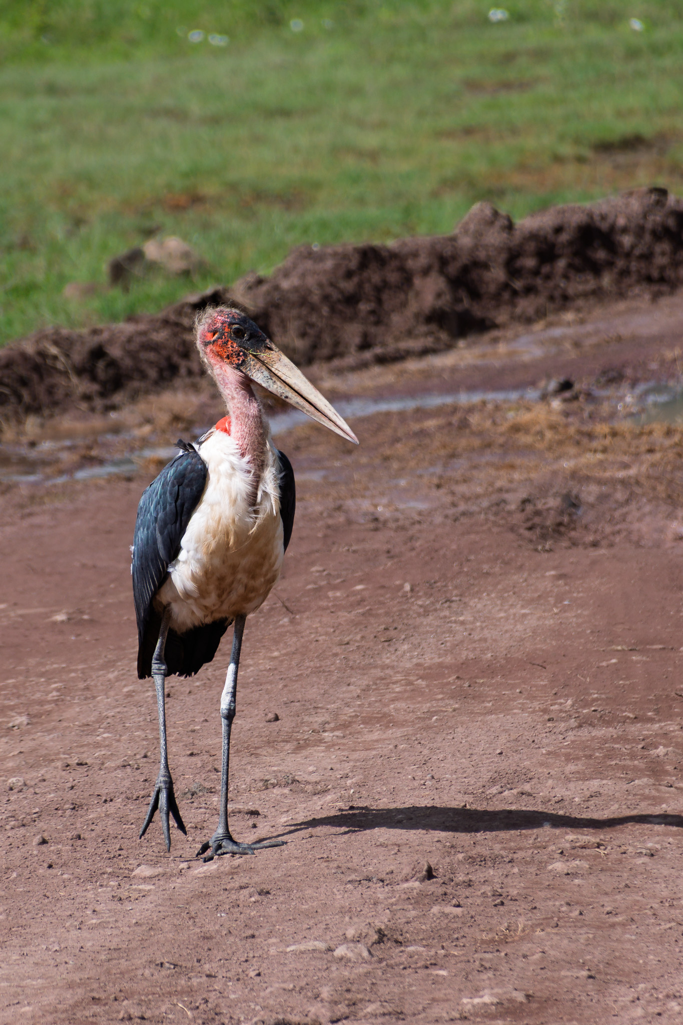 Tanzania 20260327 5382