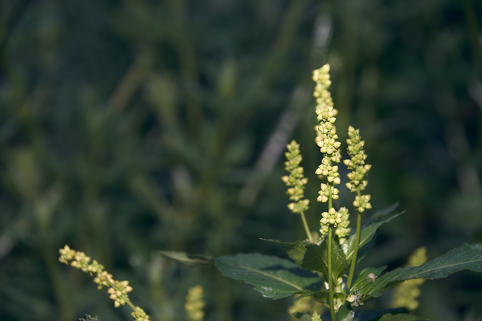 Macro  IMG8133 20 02 09