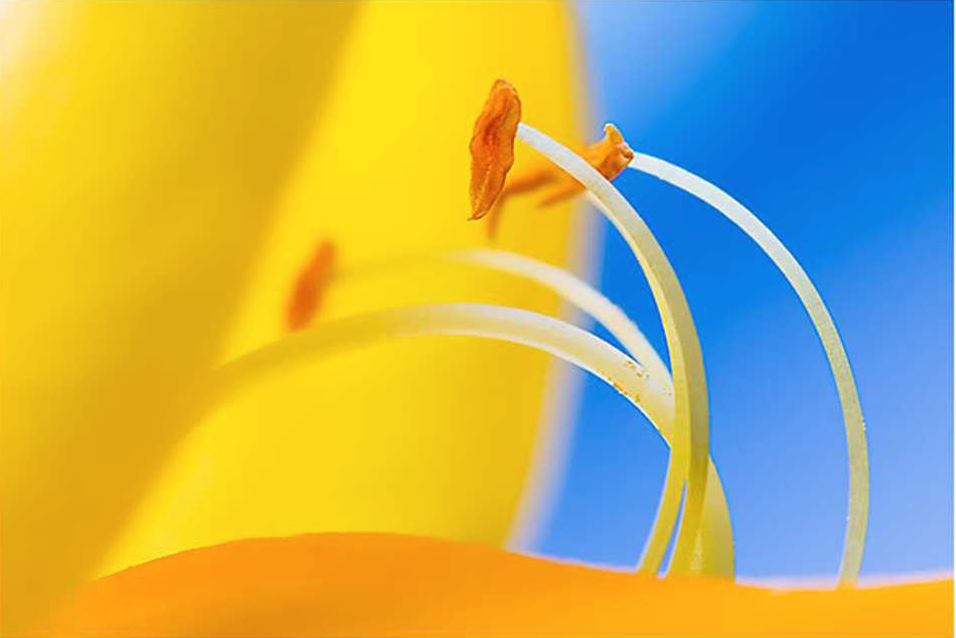 Composició
