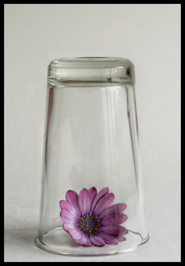Ivan vilageliu parera flor