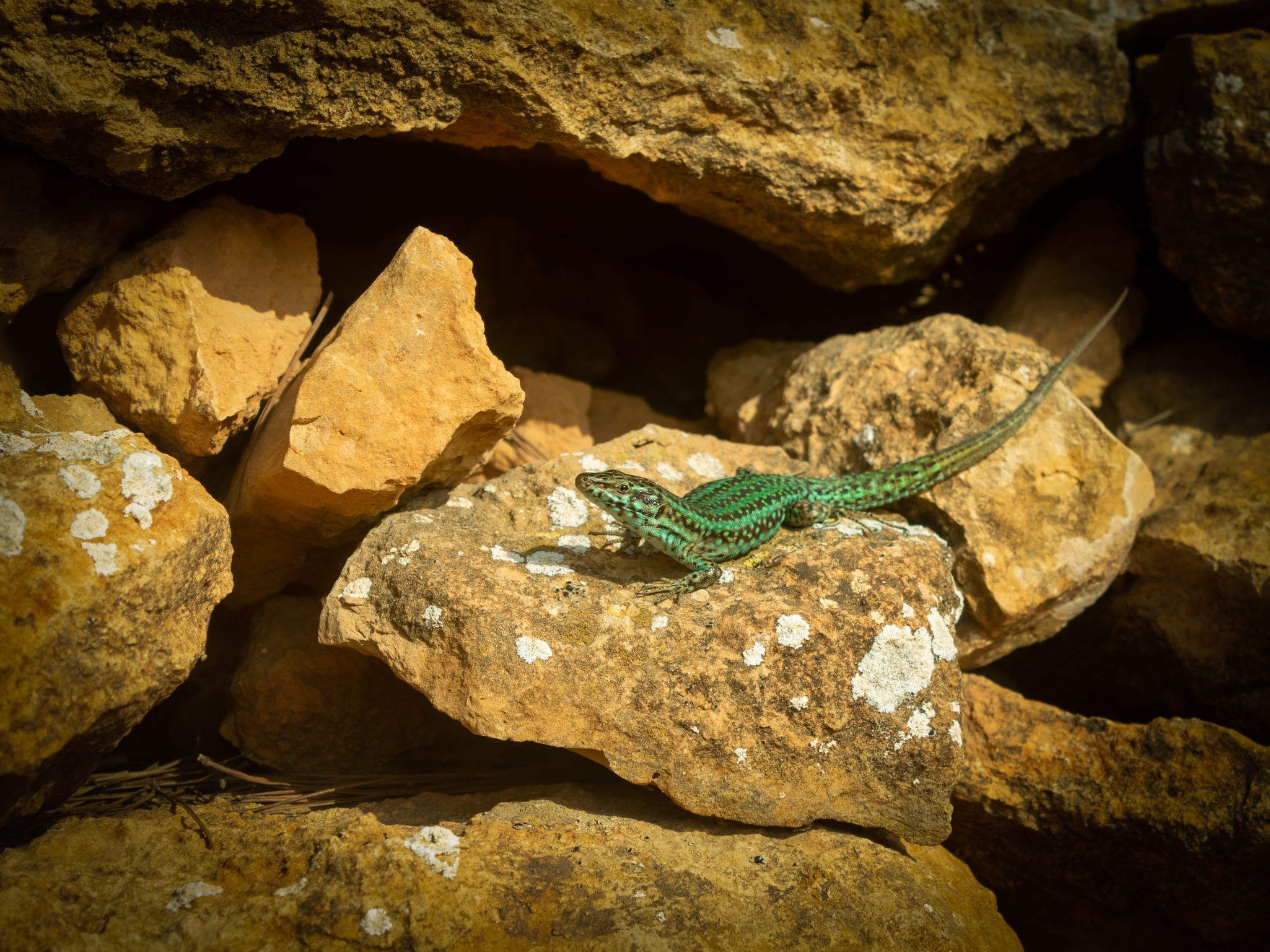 Lagarto