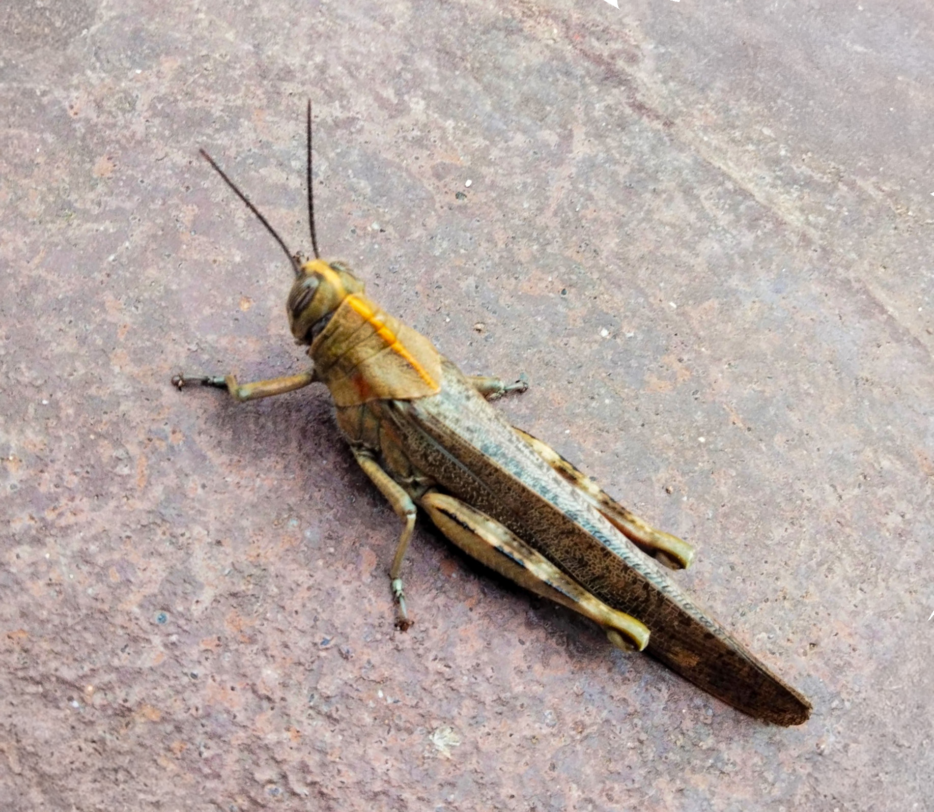 Saltamontes
