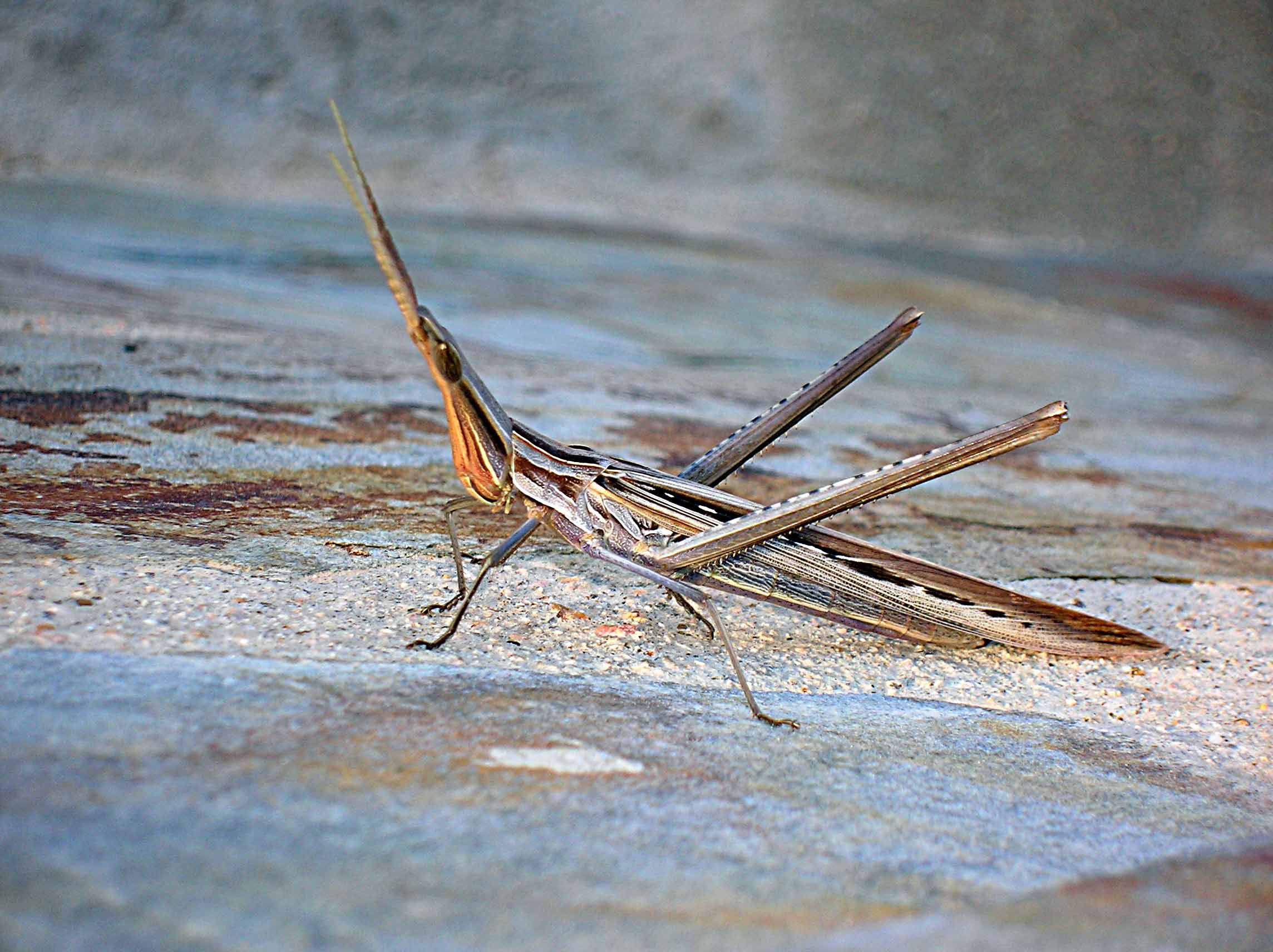 Saltamontes1