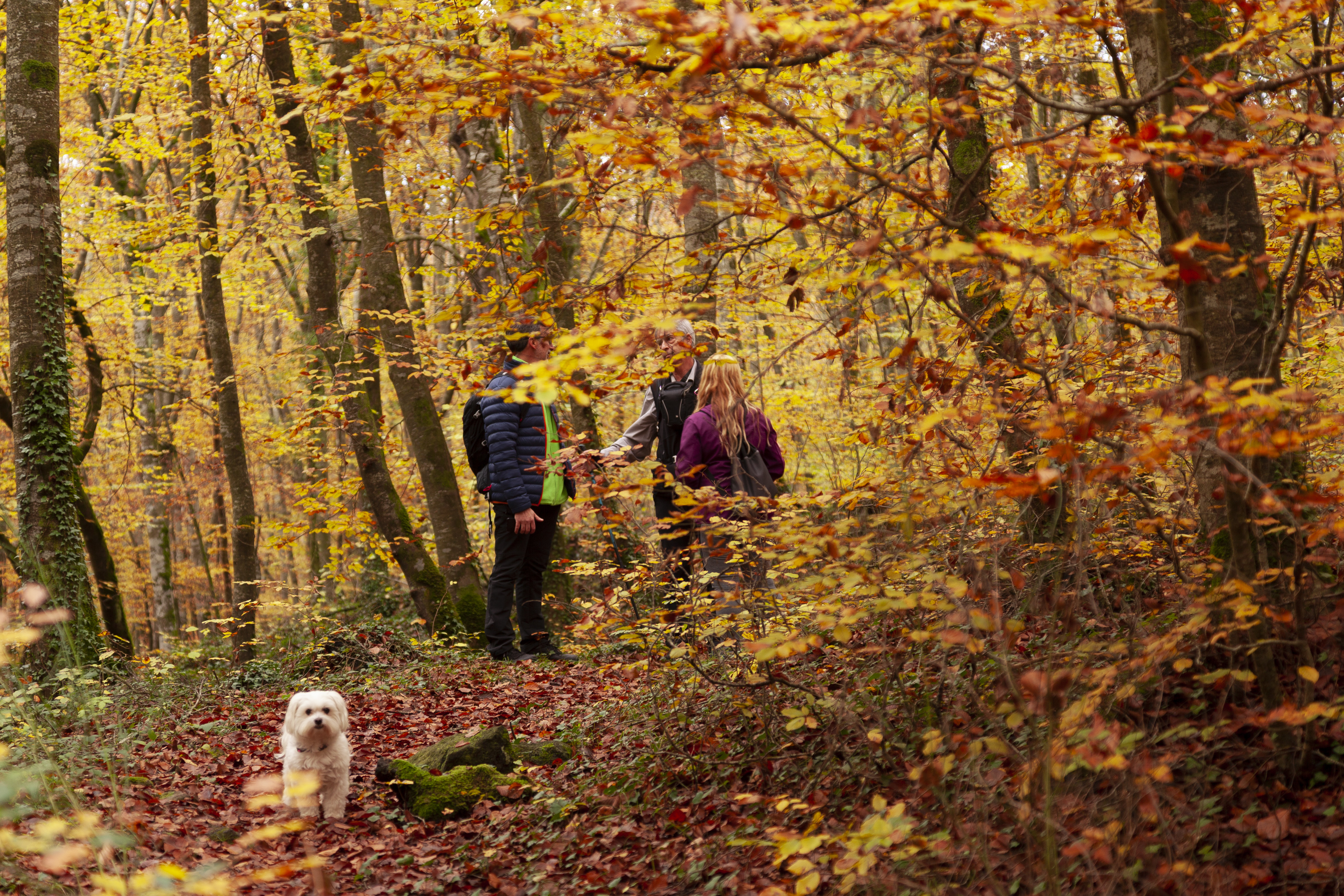 Fageda Den Jordà