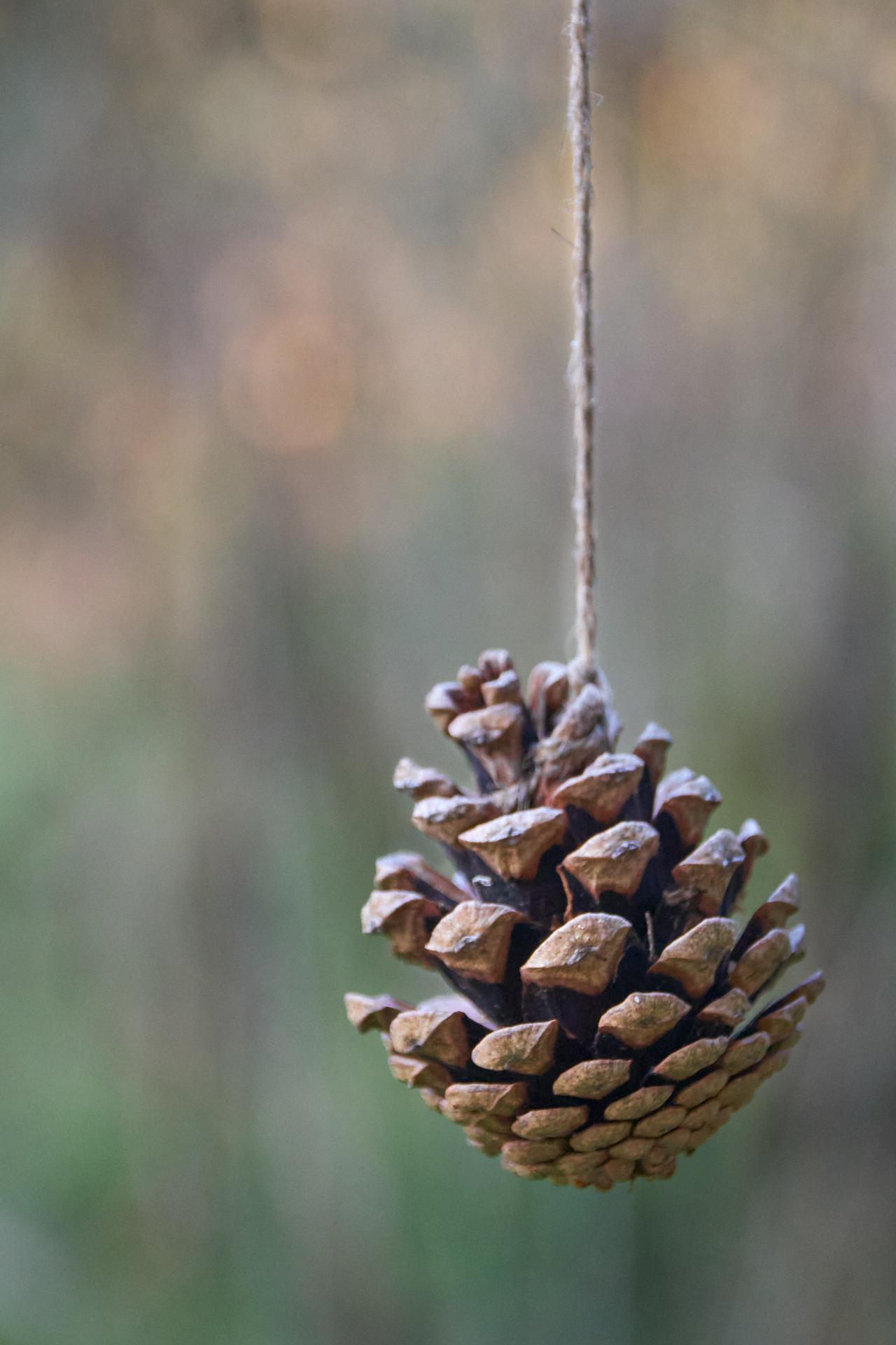 Macro  IMG8126 20 02 09