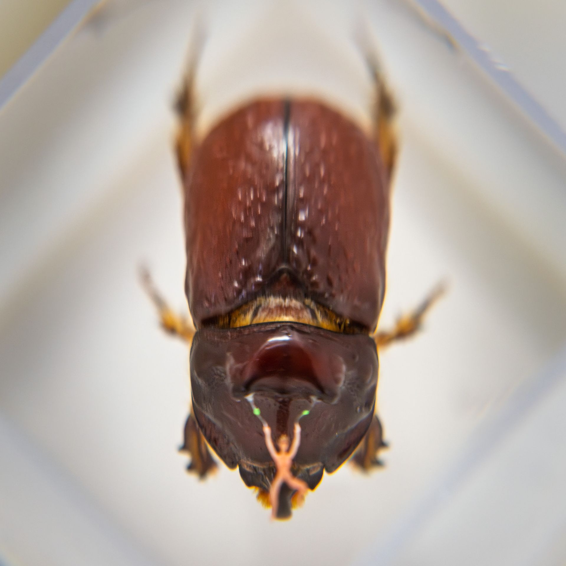 Escultura sobre el cuerno de un insecto