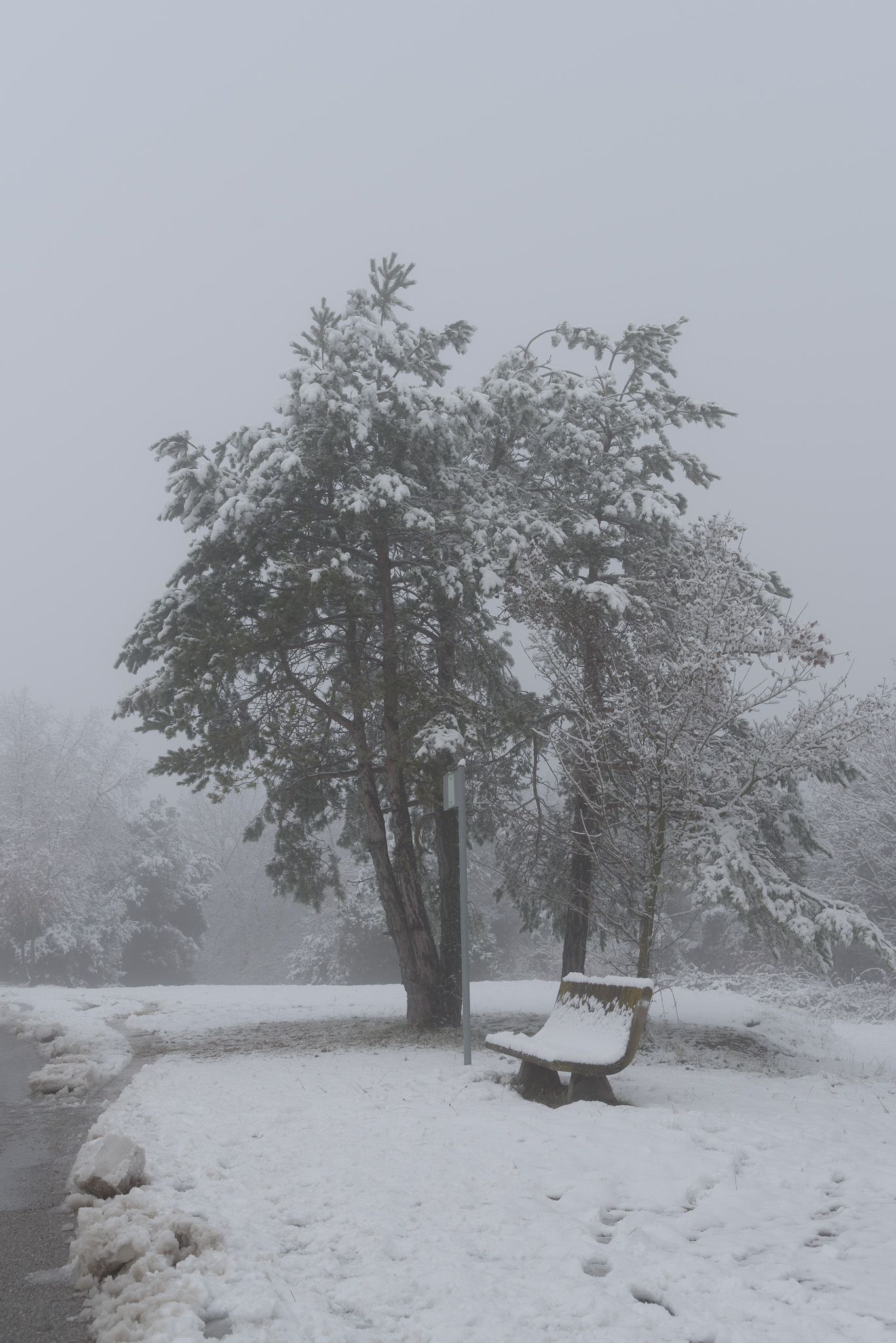 Niebla 20260125 4008